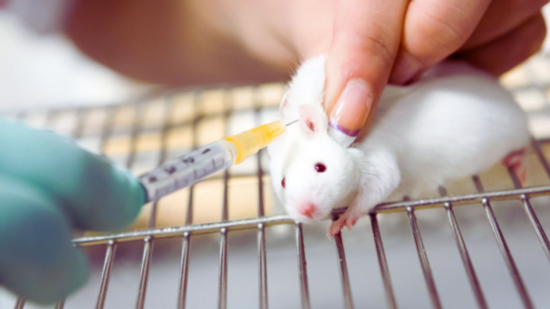 A white lab mouse held gently by a gloved hand, placed on a metal grid. Another hand administers an injection. The setting conveys a scientific research atmosphere.