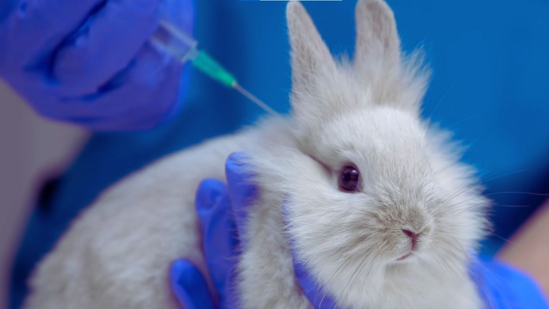 A fluffy white rabbit is held by a person wearing blue gloves, who administers an injection. The setting suggests a veterinary or clinical environment.