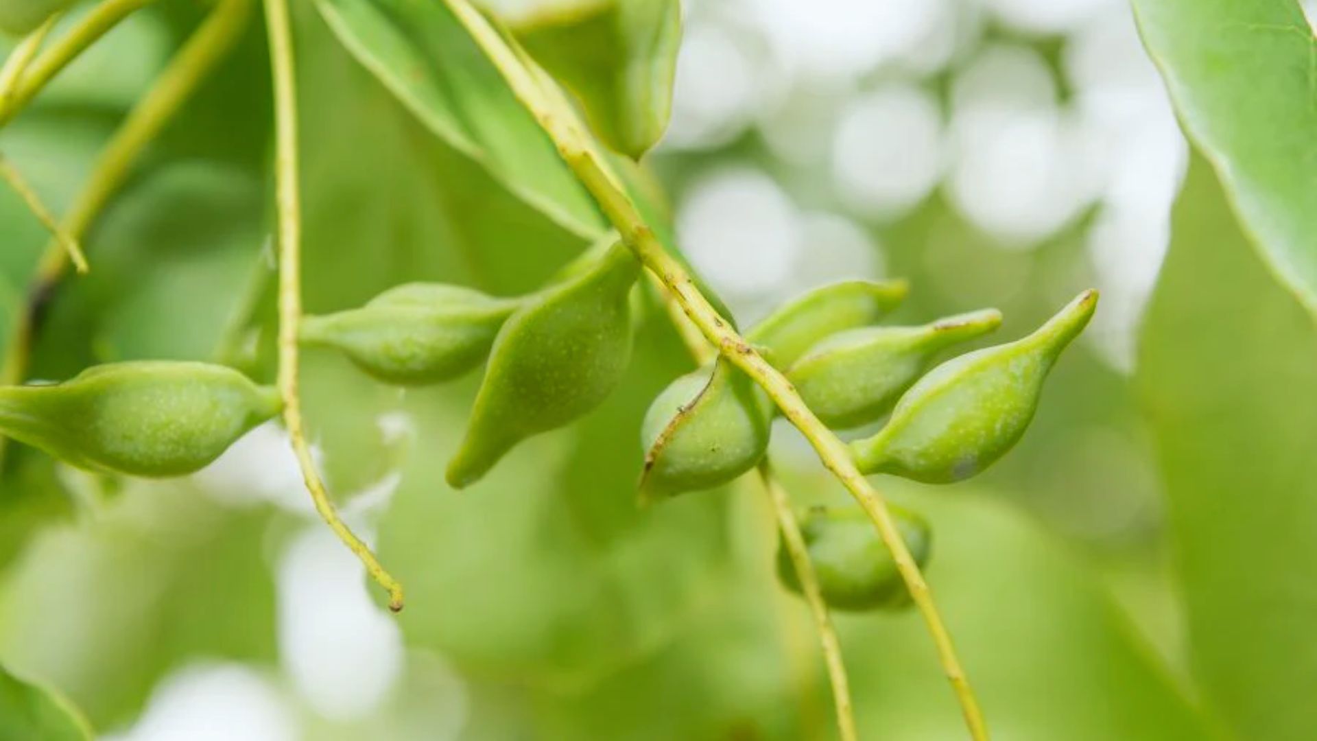 Close-up of vibrant green leaves on a tree, showcasing their texture and natural beauty.